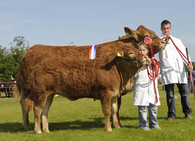 CURRAGHREE SENSATION 1st in cow class (Traynors Metals Cup) Joshua White Cup, for the champion beef cow of the show